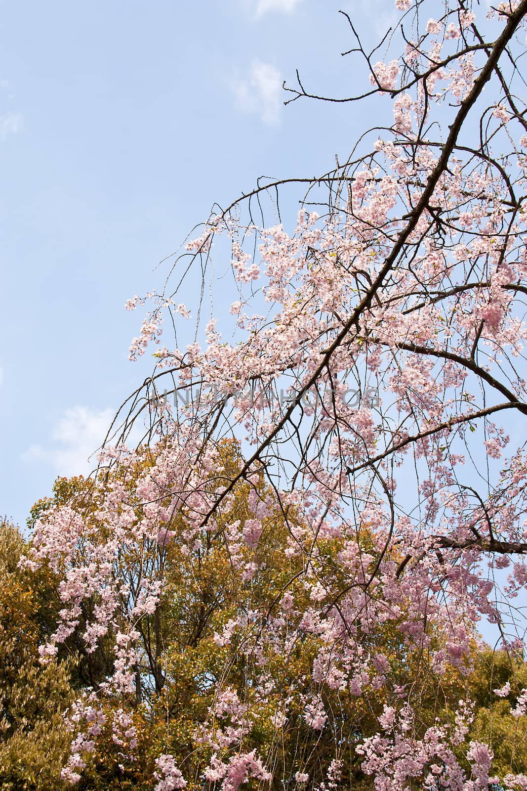 Sakura branch and flowers blooming blossom on sky background