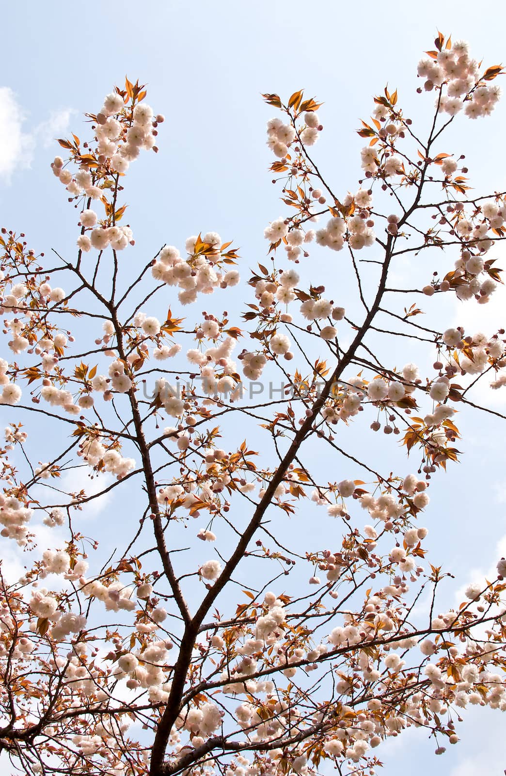 Sakura branch and flowers blooming blossom on sky background