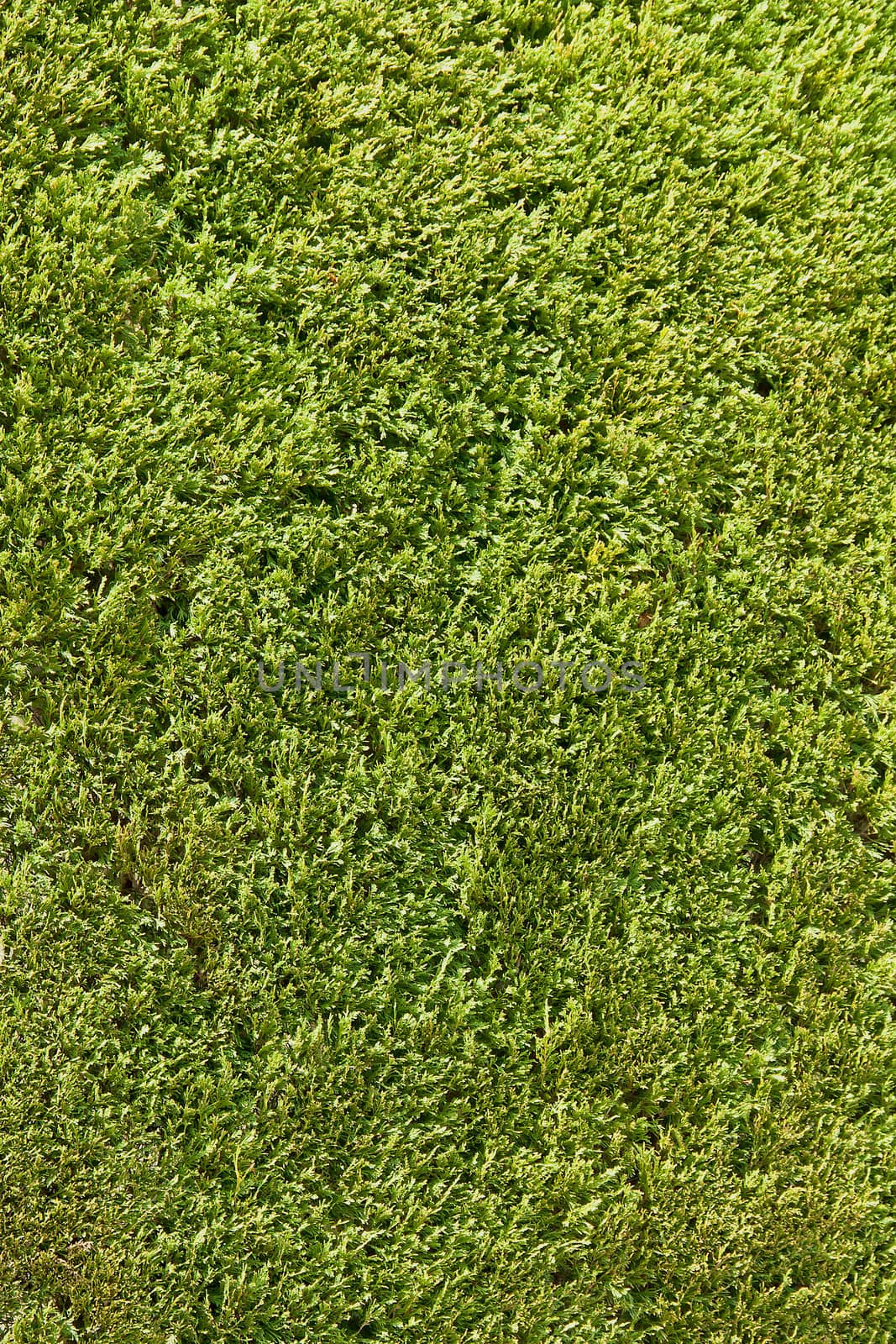 green leaves Wall, nature background, texture