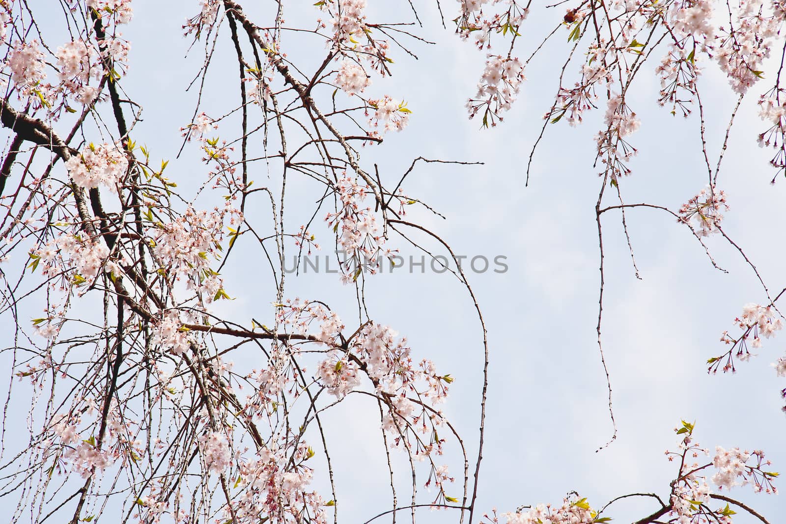 Sakura branch and flowers blooming blossom on sky background