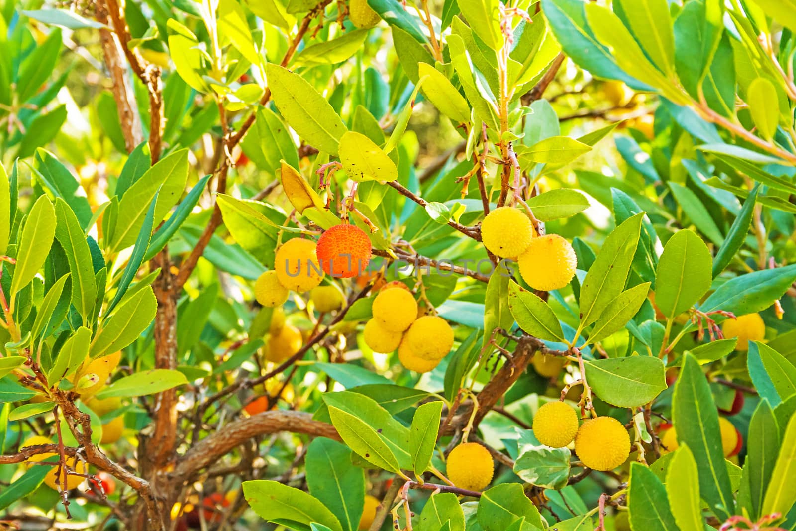 Arbutus, red, yellow fruits and green leafs