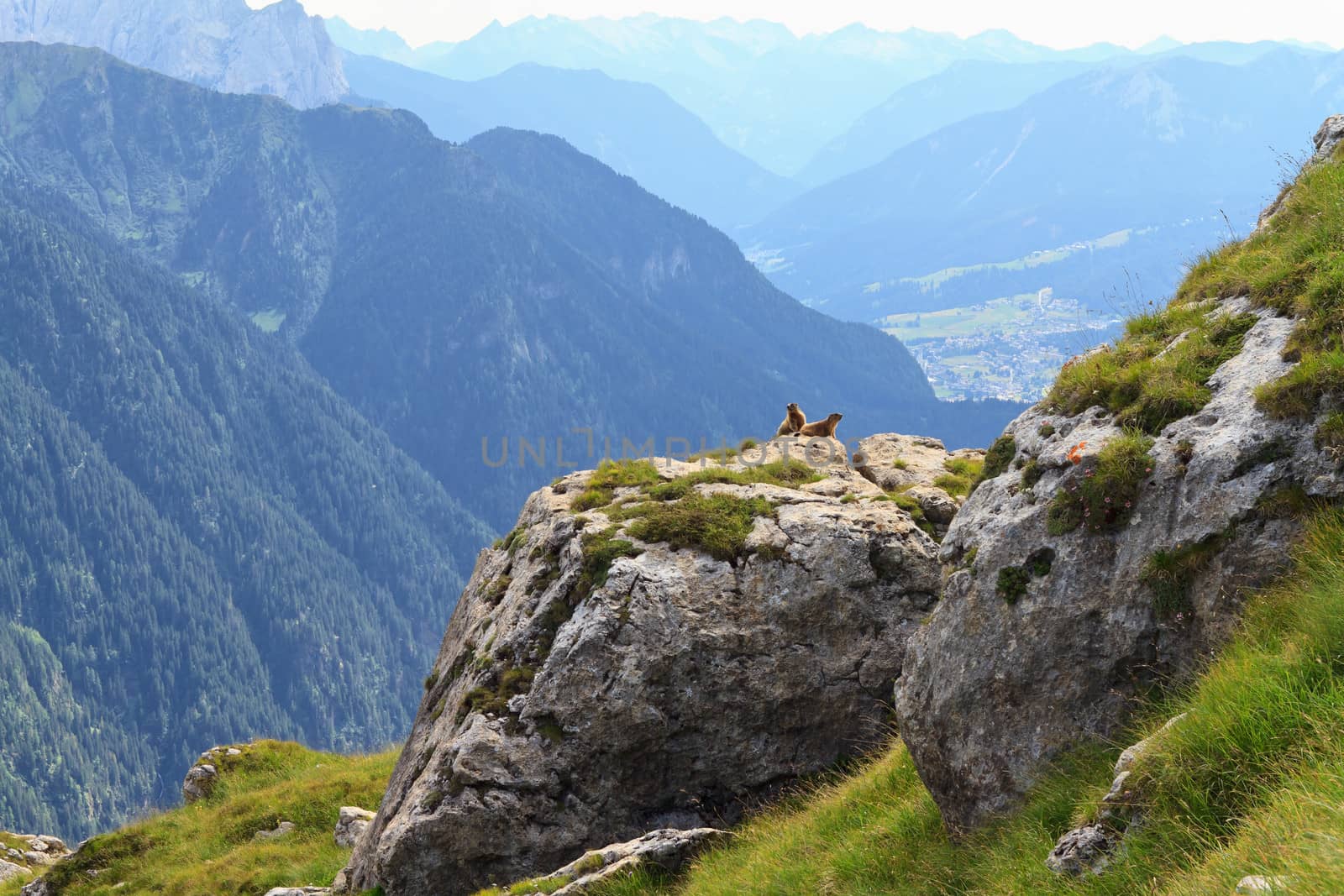 rocks with marmots over Fassa Valley, Trentino, Italy