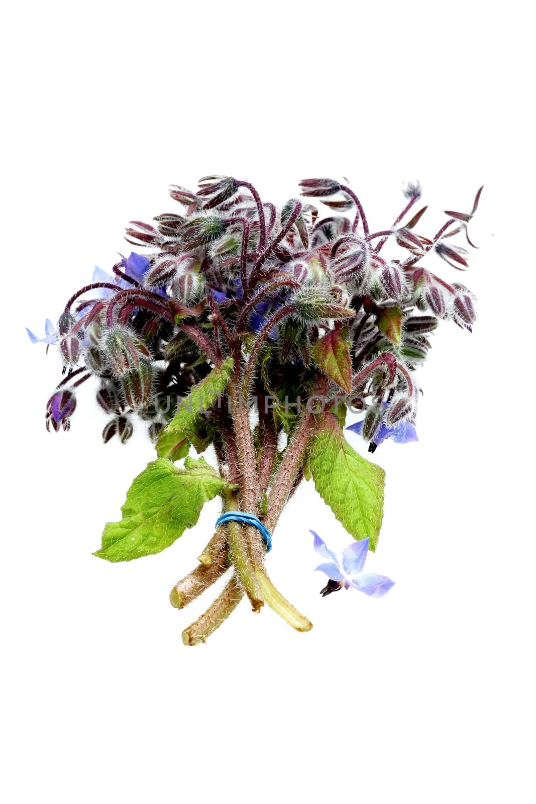 Fresh Borage