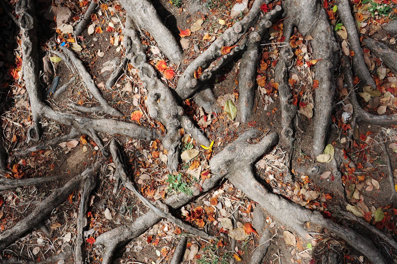Root of tree with fall leaves