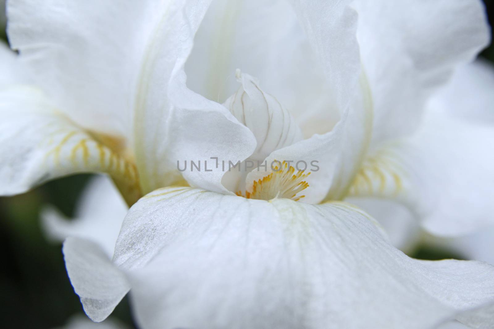 Close up view of interior of a white orchid