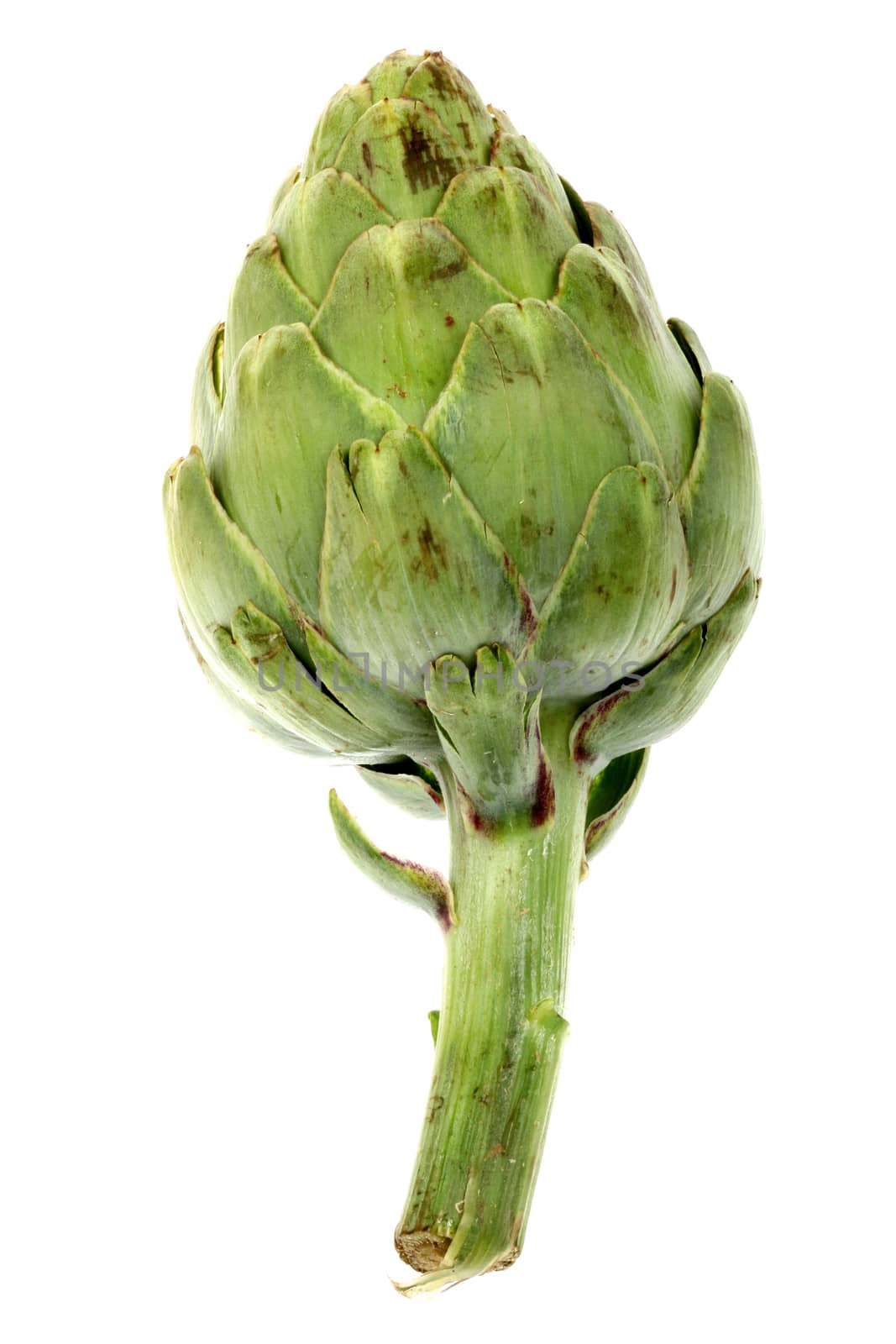 Globe Artichoke