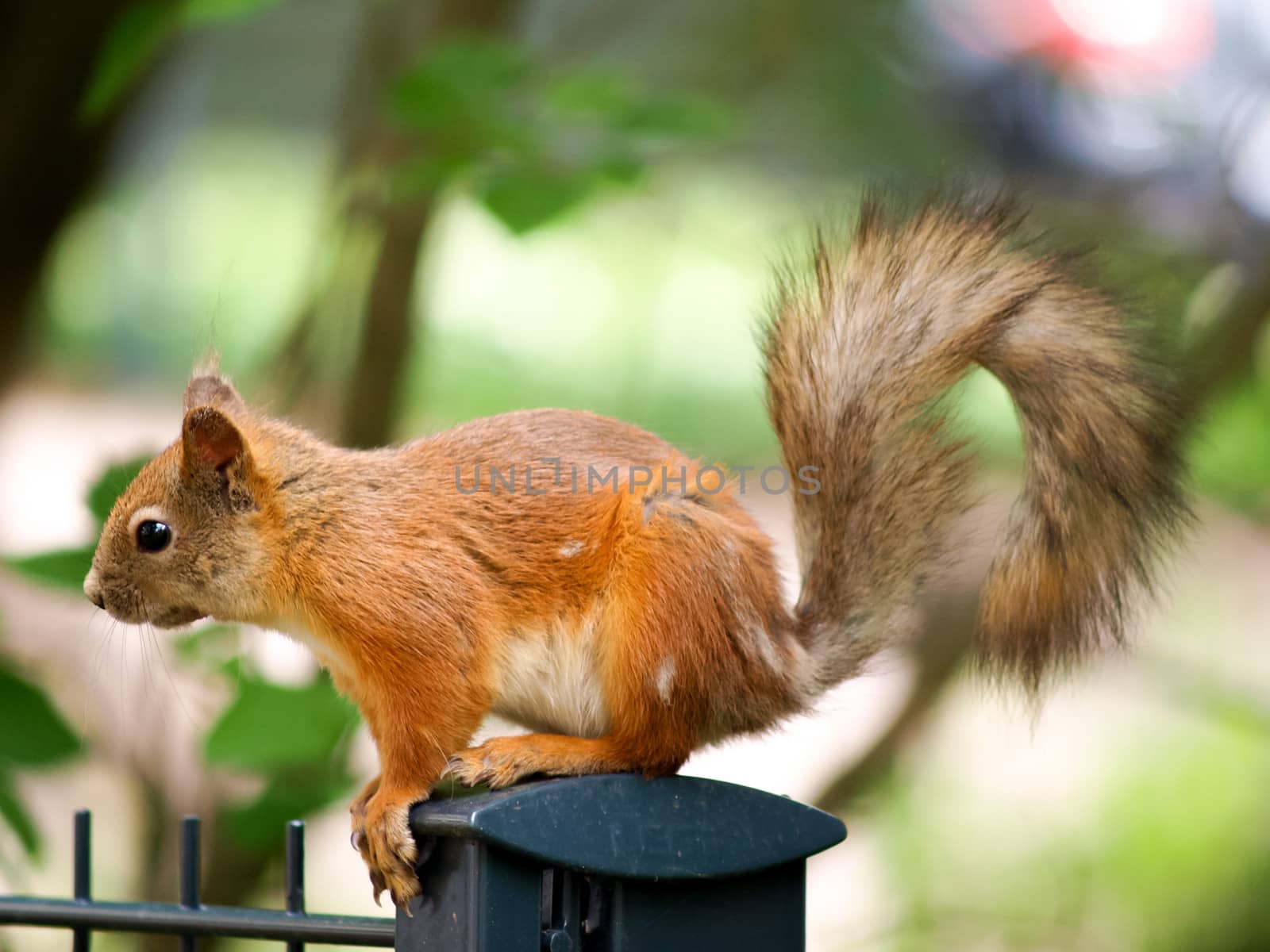 Squirrel on a fence by Arvebettum