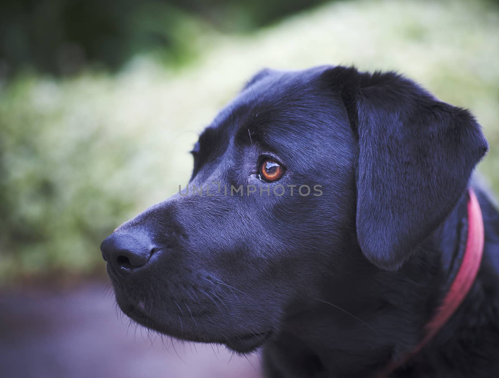 close up of a black labrador dogs head
