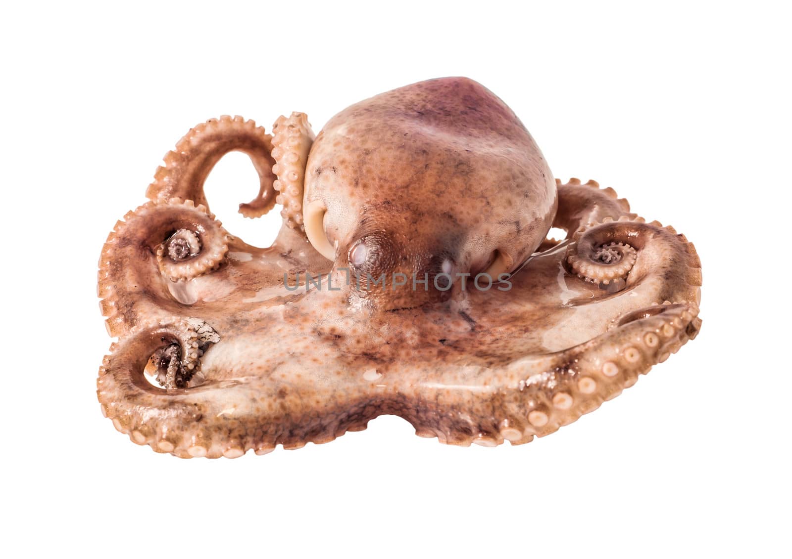 Small octopus isolated on white background