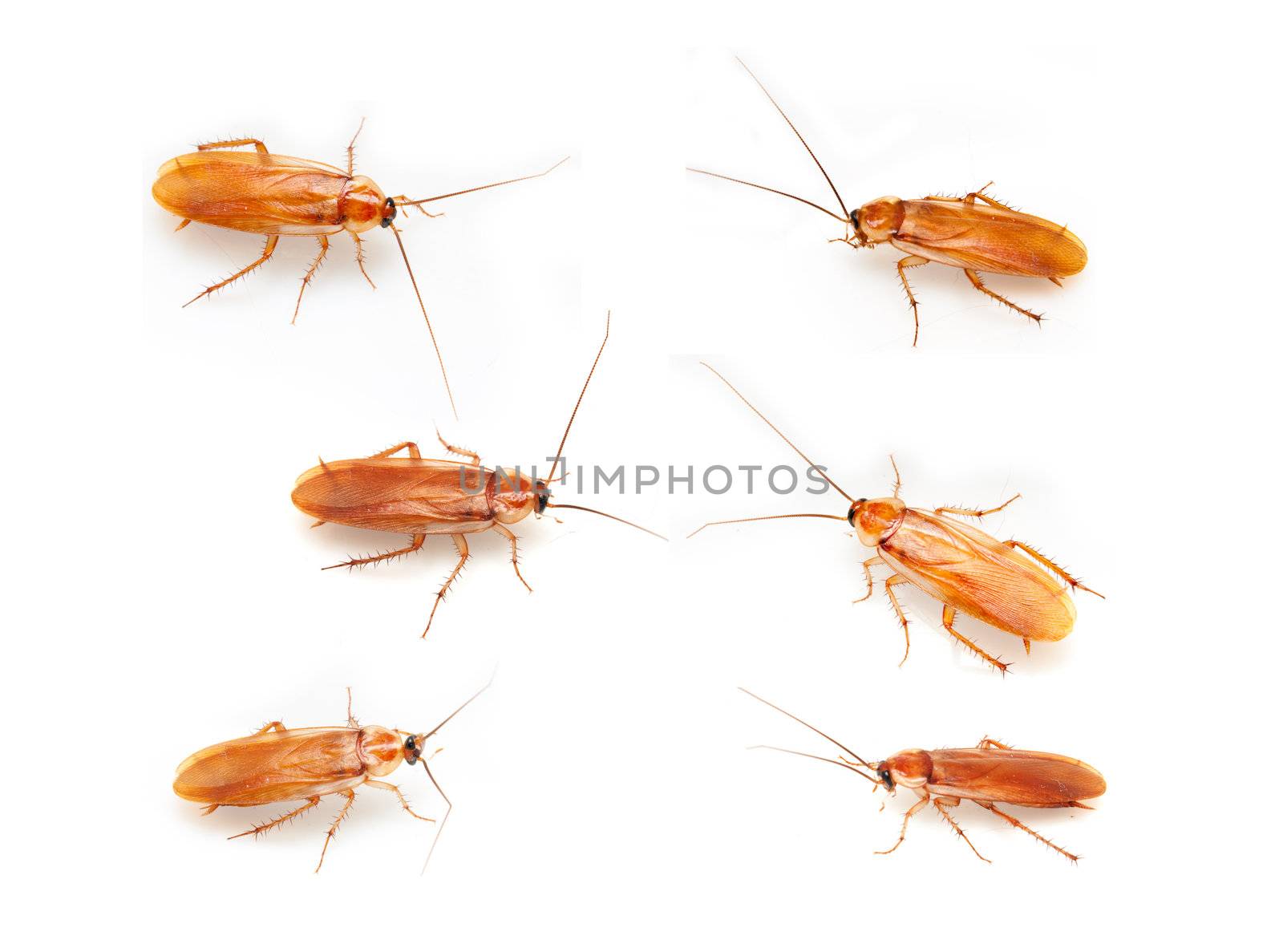 cockroach on a white background by schankz