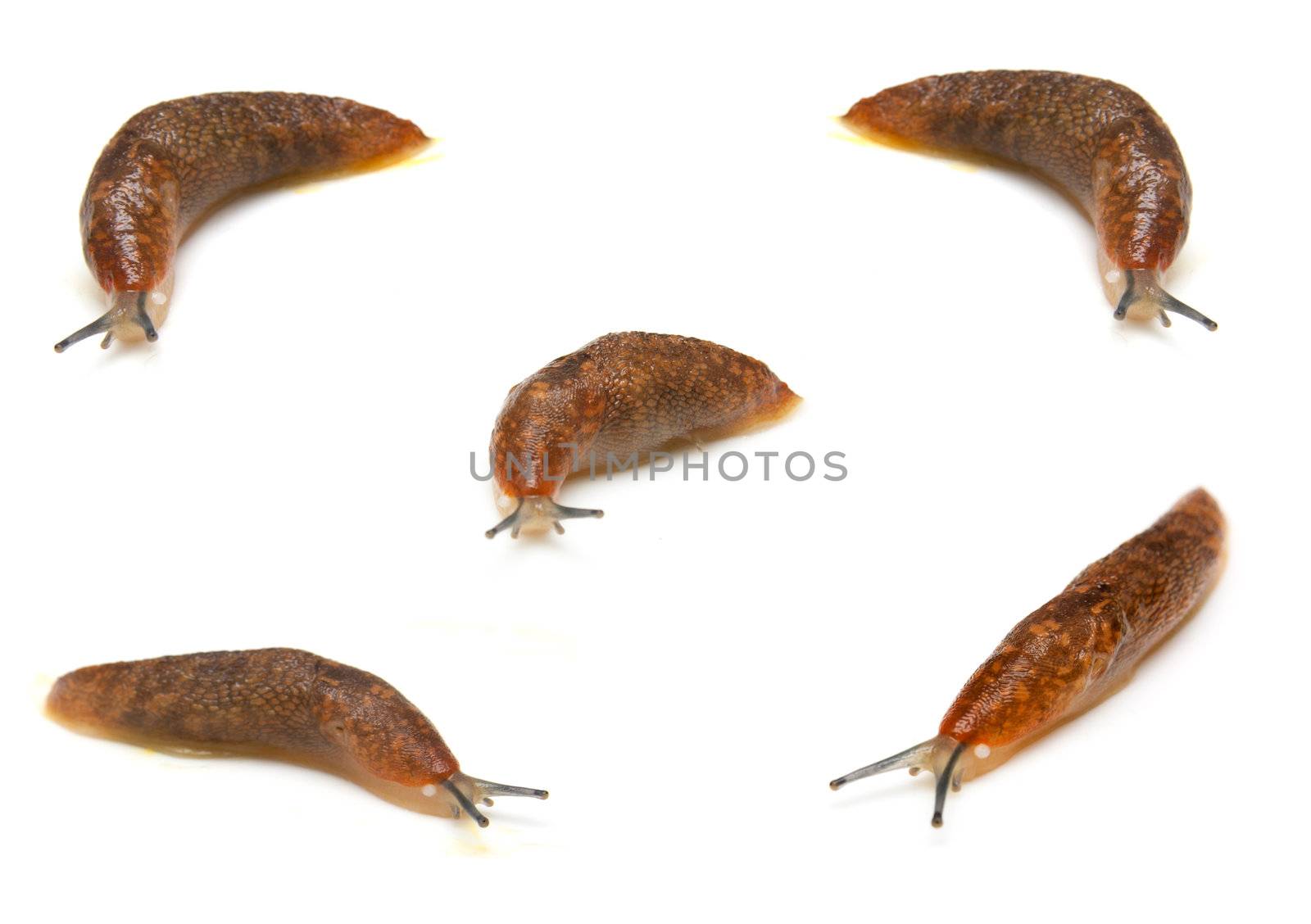 Slug - the slowest animal. It creeps on a white background. 