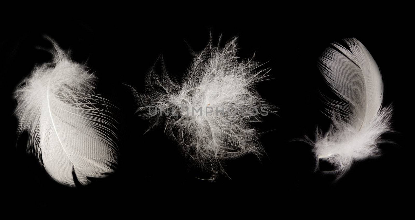 feather on the black background  by schankz