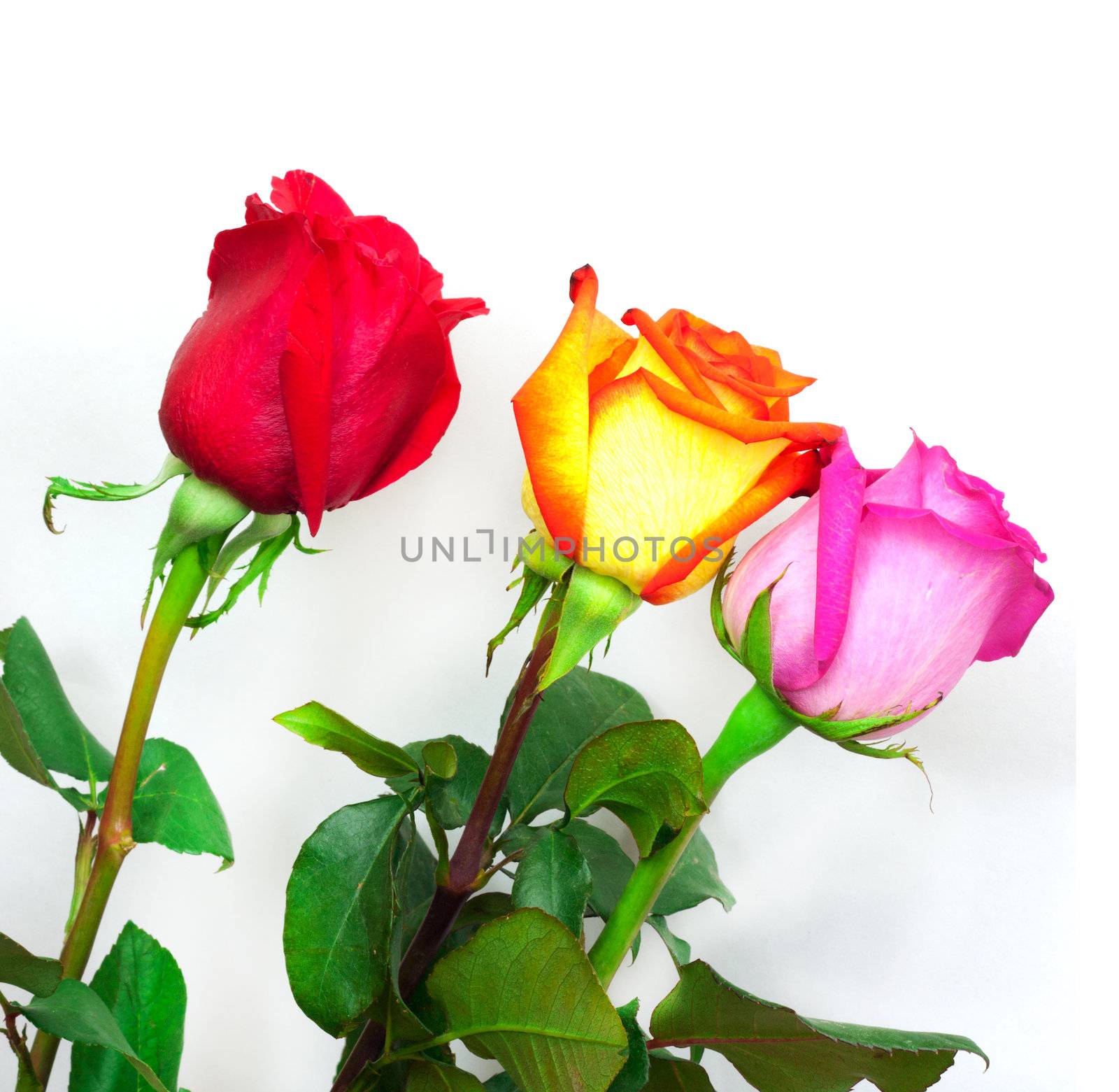 Bouquet of roses on a white background by schankz