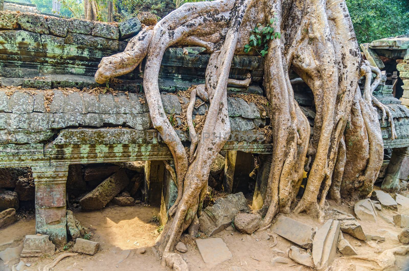 Giant tree on the roof of the tample. Cambodia. Ankor wat by kefiiir
