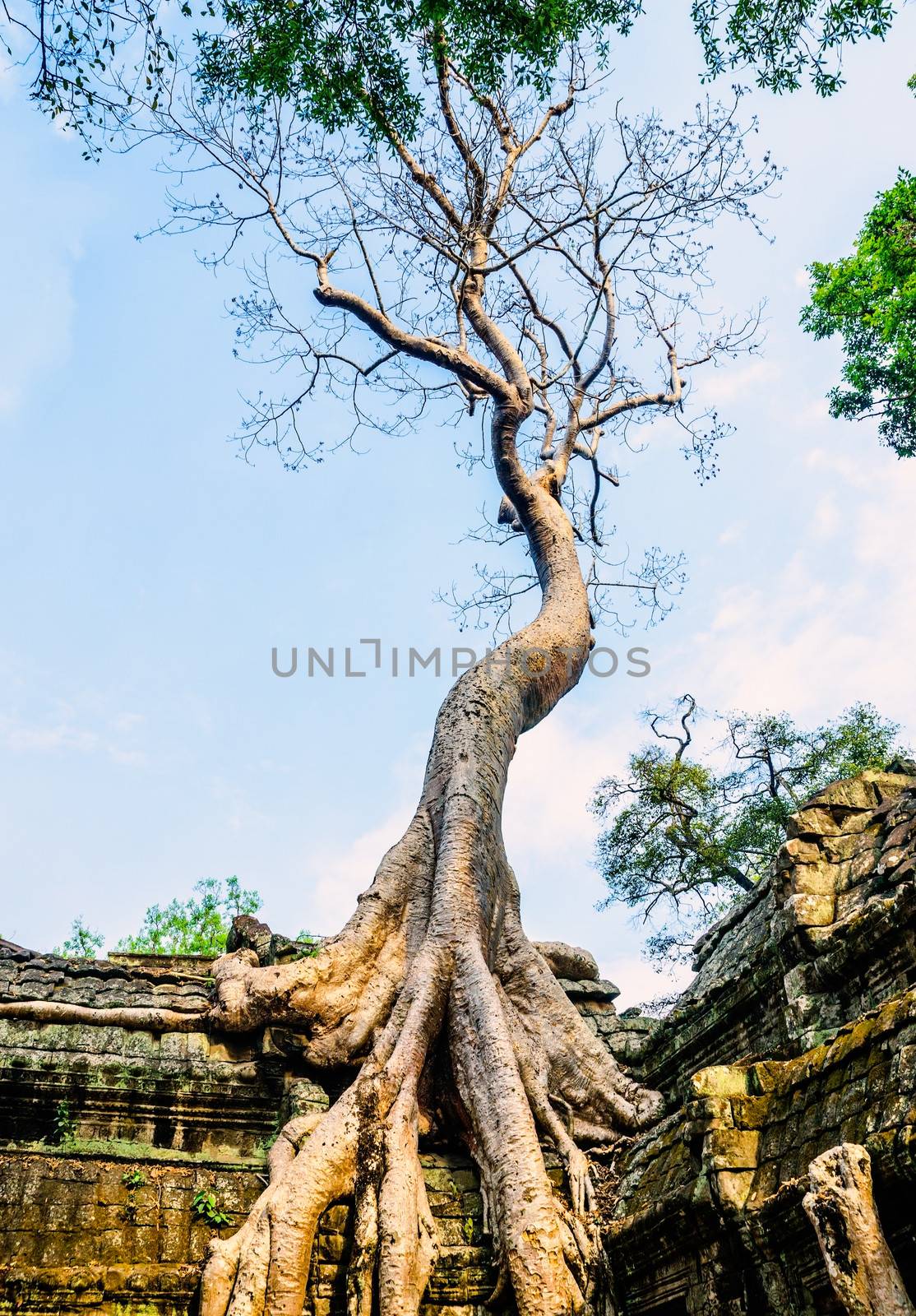 Giant tree on the roof of the tample. Cambodia. Ankor wat by kefiiir