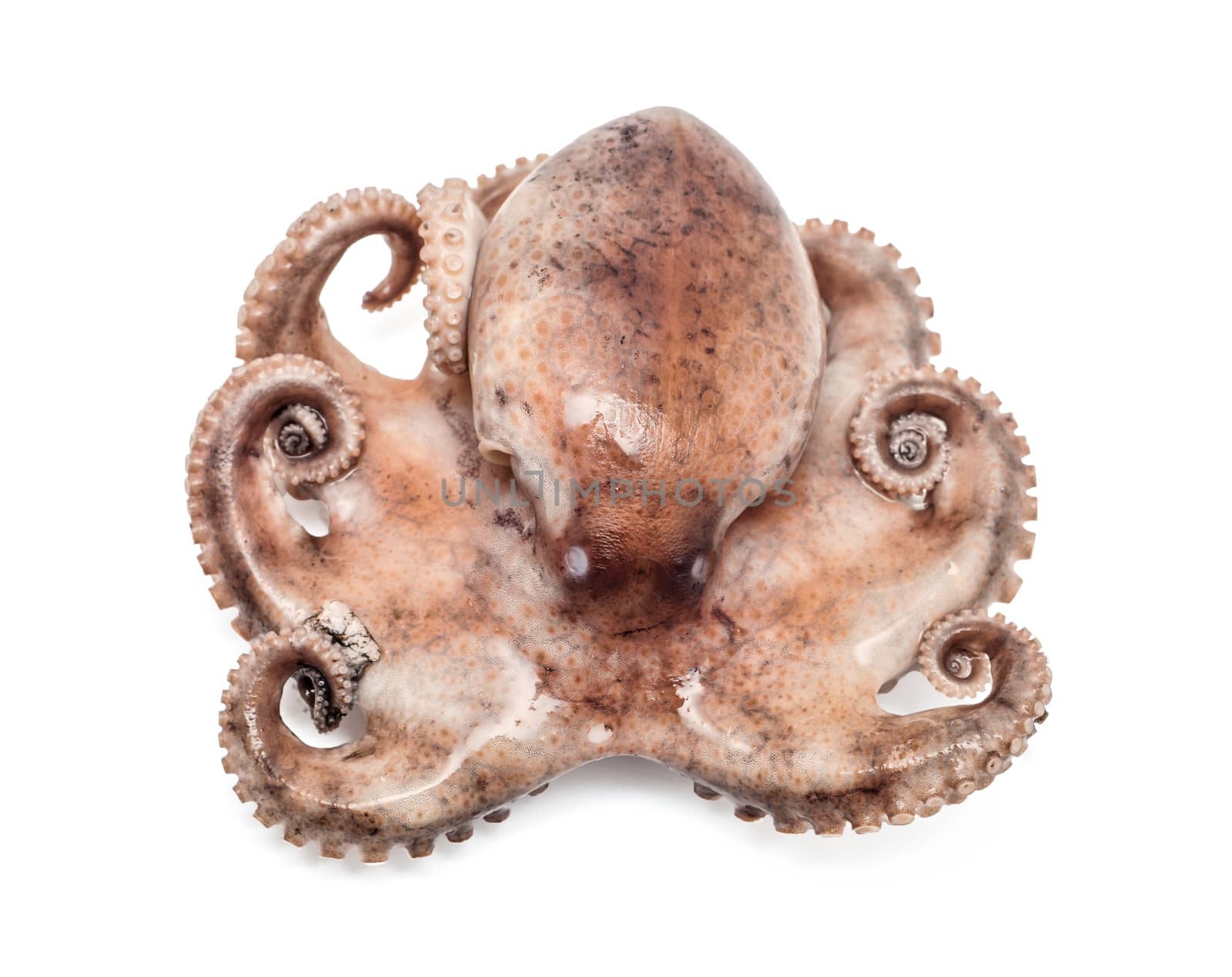 Small octopus isolated on white background