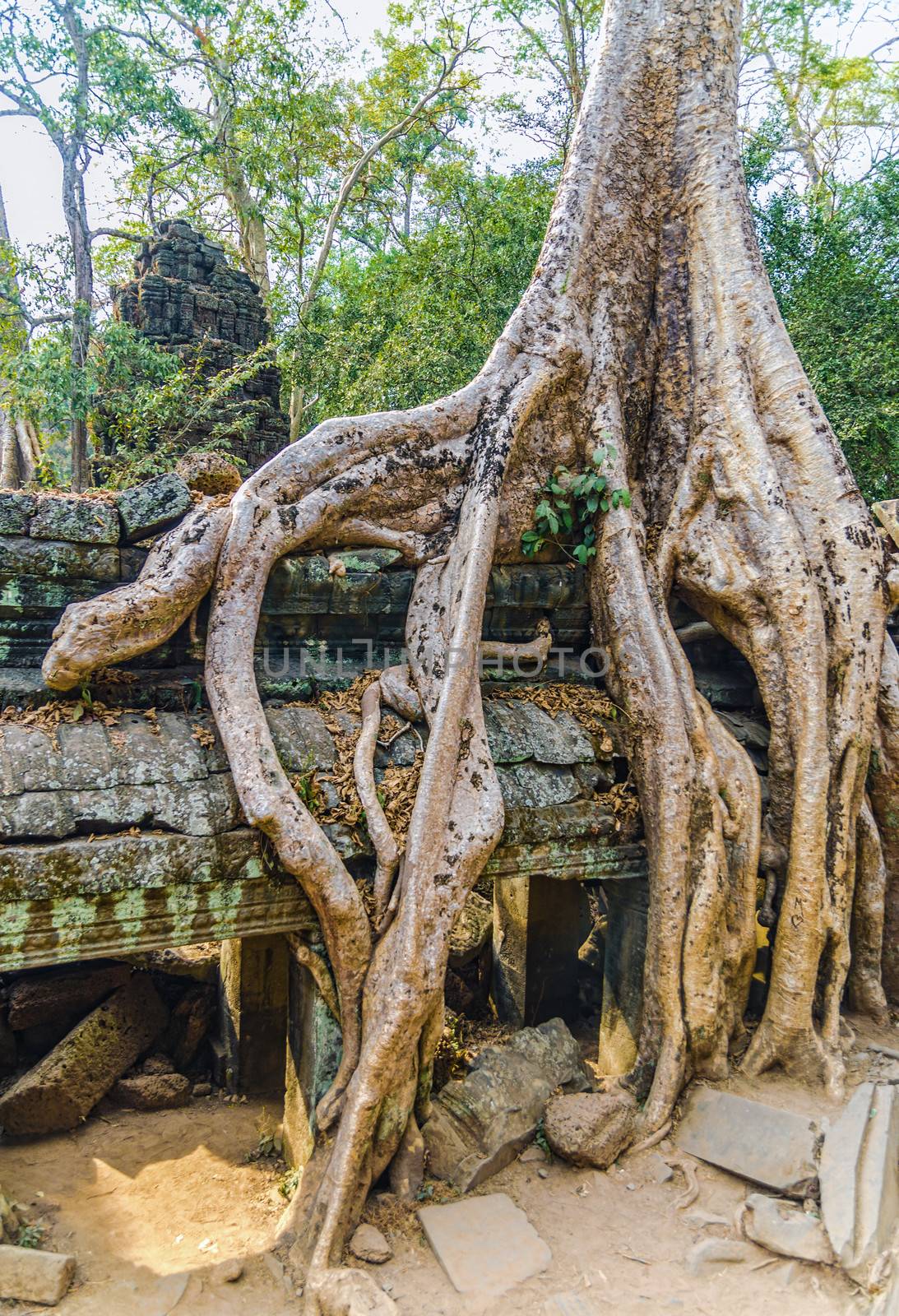 Giant tree on the roof of the tample. Cambodia. Ankor wat