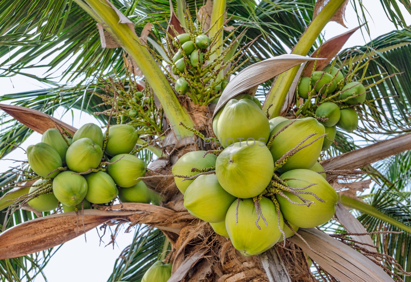 Coconuts palm