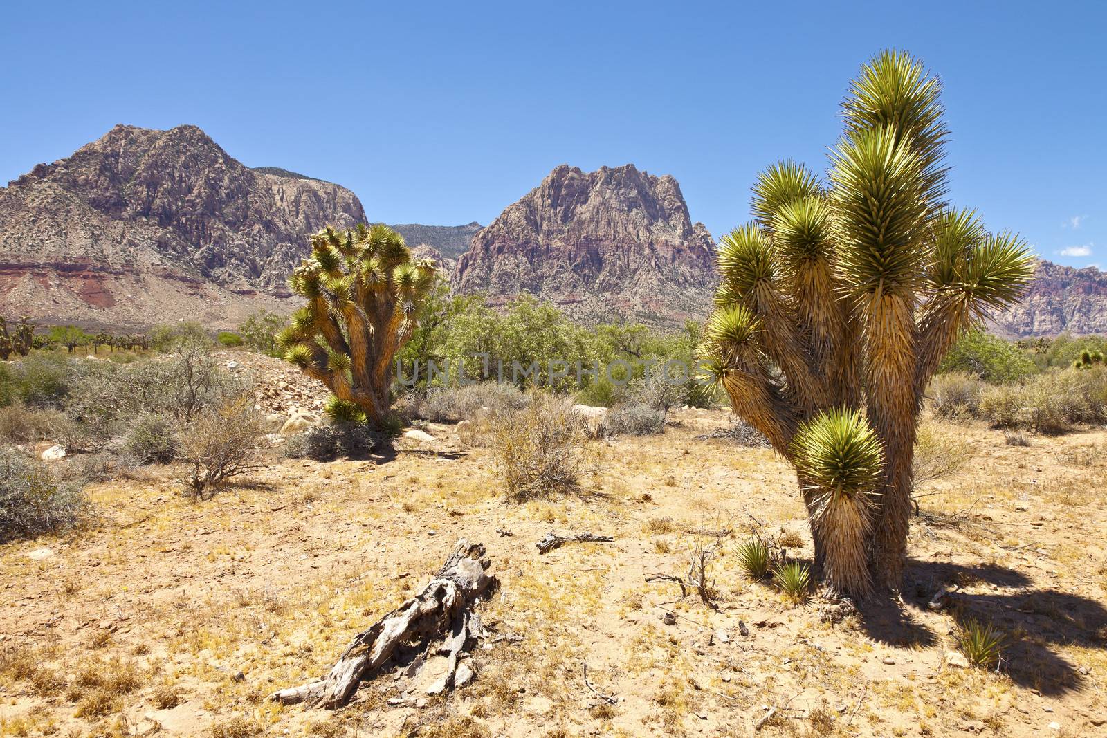 Red Rock Canyon landscape near Las Vegas Nevada.