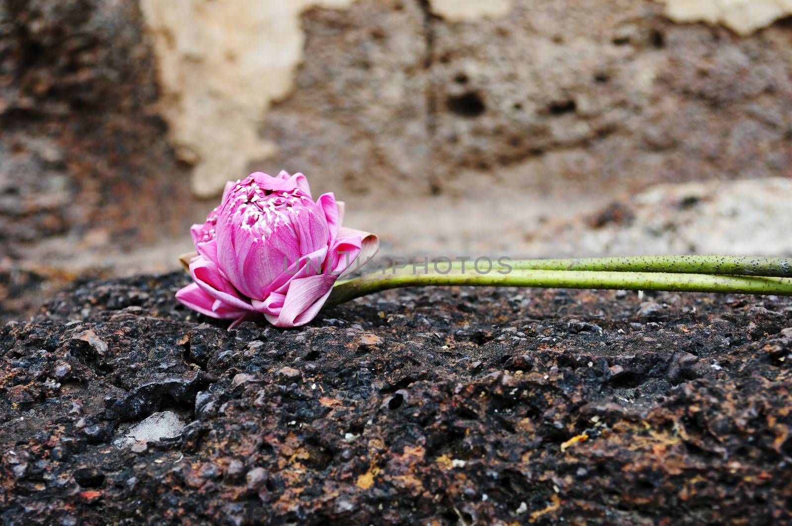 Lotus for prayer in the Historical Park of Sukhothai, Thailand