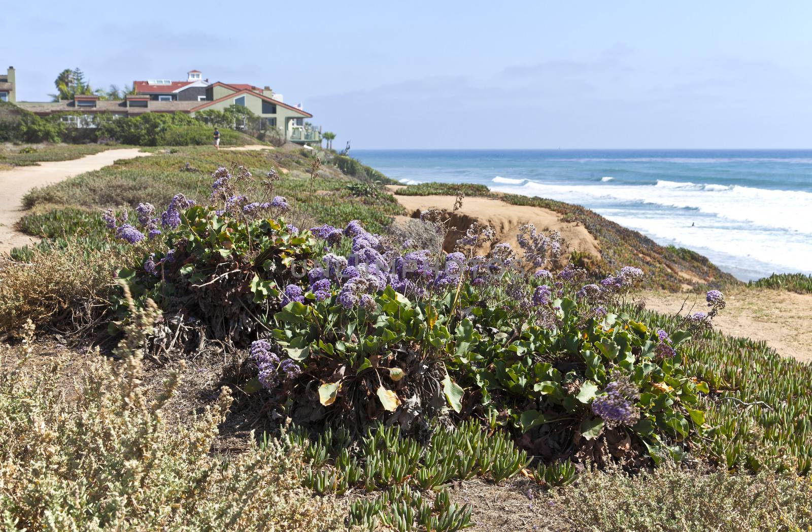 California shoreline and the surrounding vegetation.