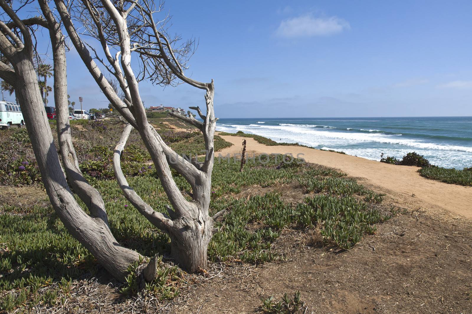 California shoreline and the surrounding vegetation.