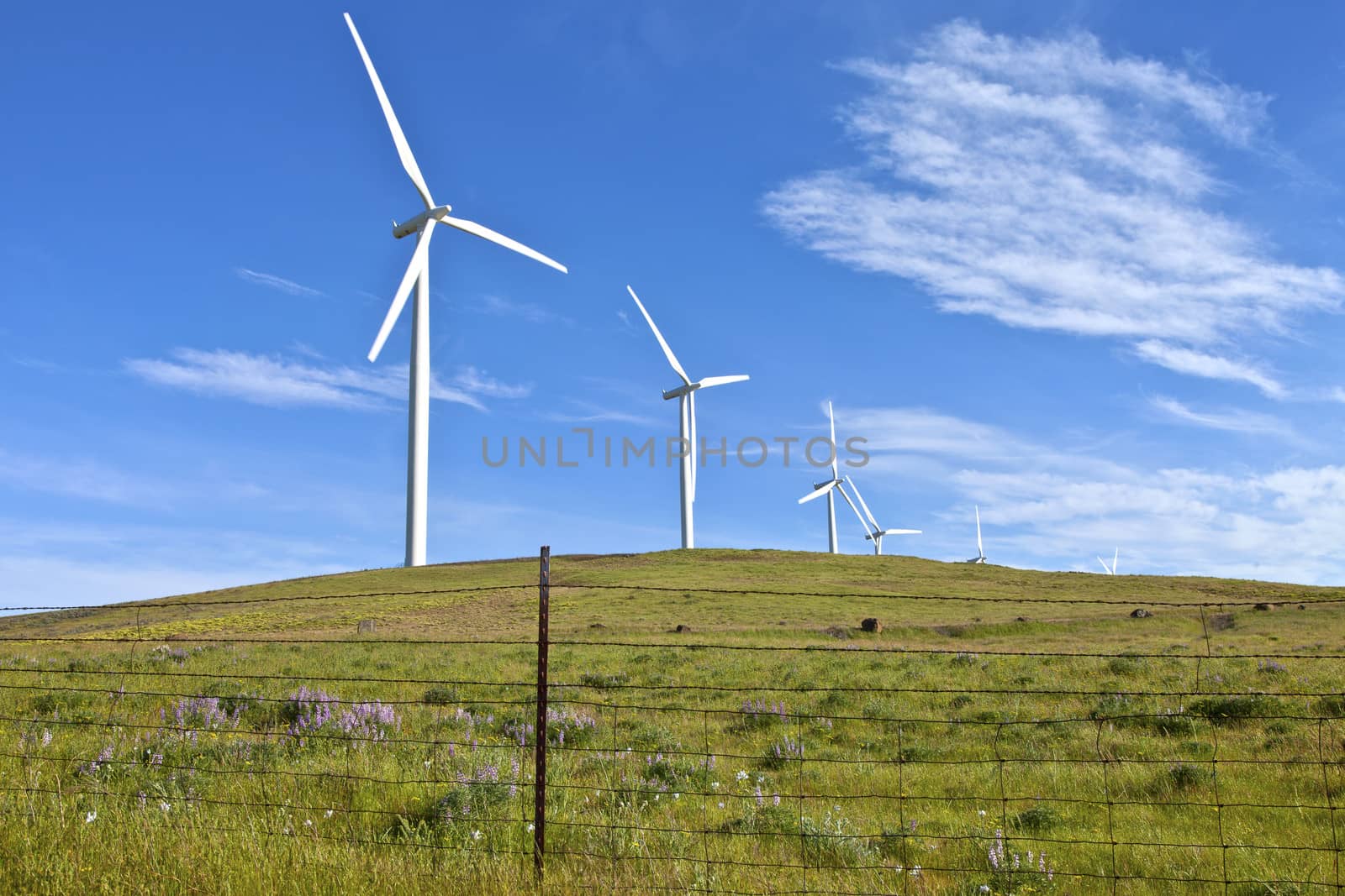 Wind turbines creating energy on a hillside in Eastern Washington.