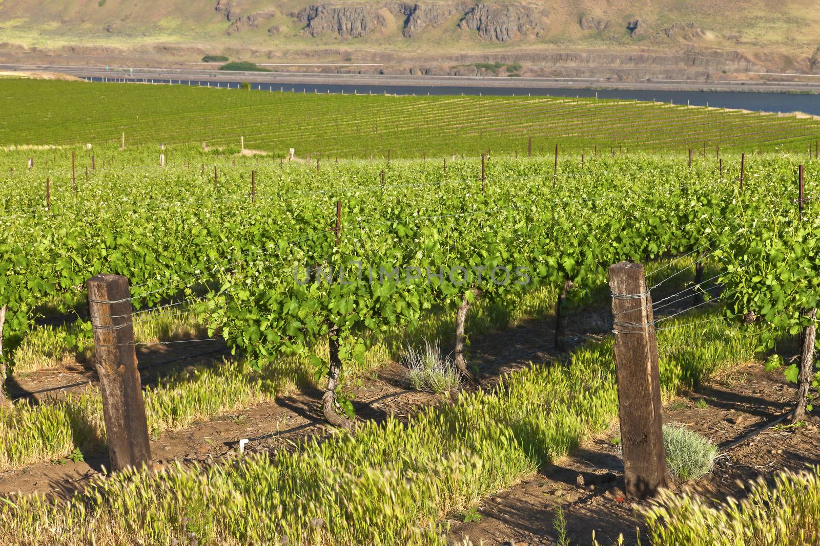 Row of fresh vines in the Columbia Gorge OR. by Rigucci