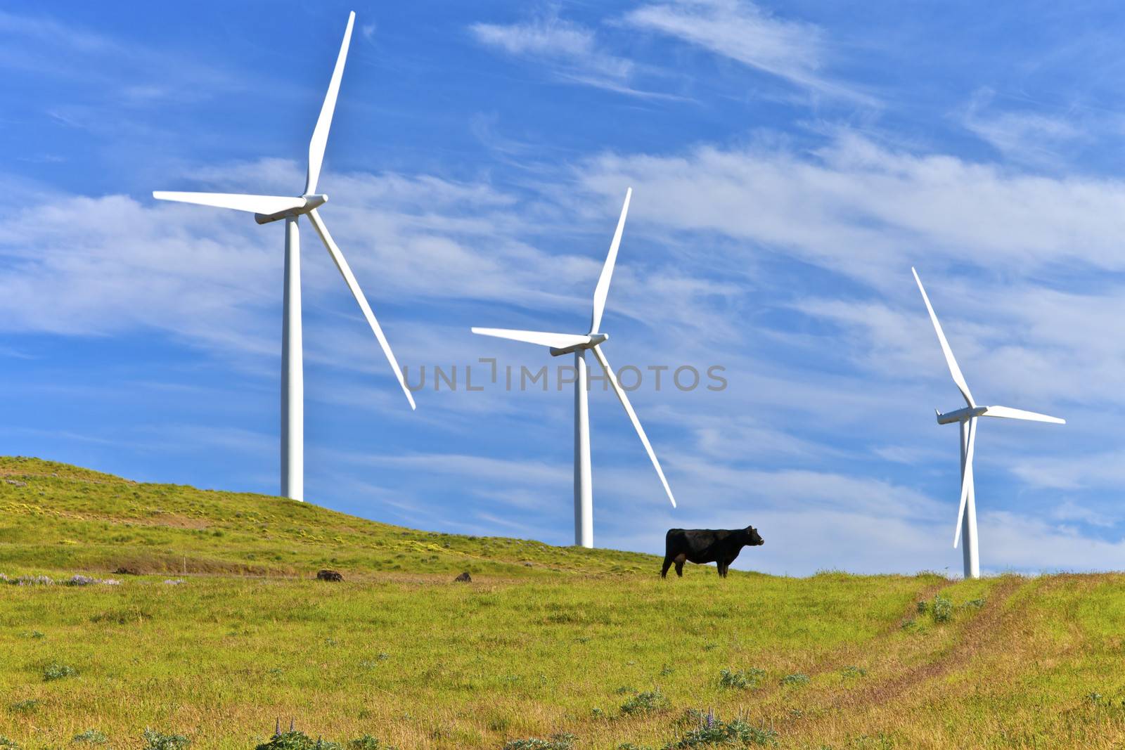 Wind turbines creating energy on a hillside in Eastern Washington.