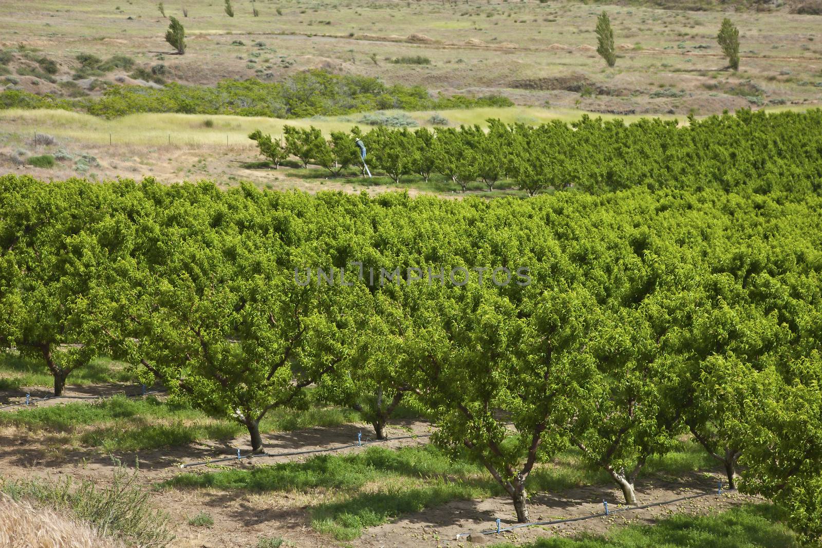 Peach trees orchard in the Columbia River Gorge Oregon.