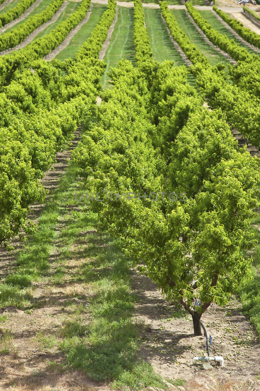 Peach trees orchard Columbia Riber Gorge OR. by Rigucci