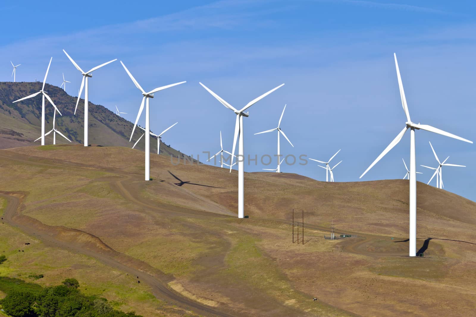 Wind turbines creating energy on a hillside in Eastern Washington.