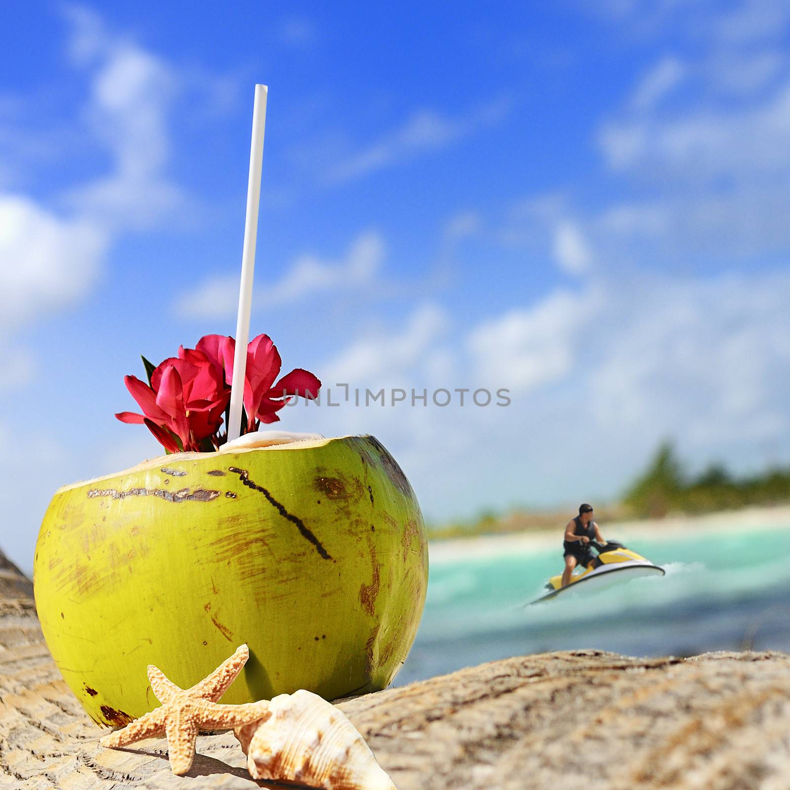 coconuts on the beach by ventdusud