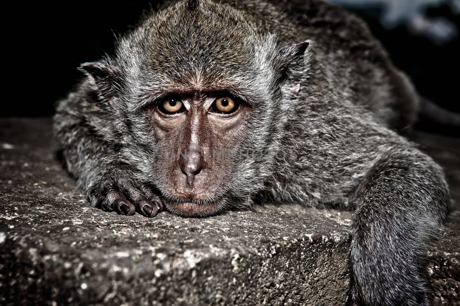 Macaque by jrstock