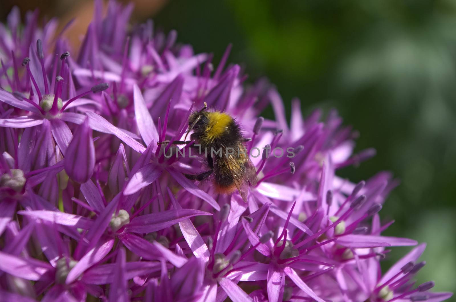 Early bumblebee enjoys the morning sunshine in search of pollen