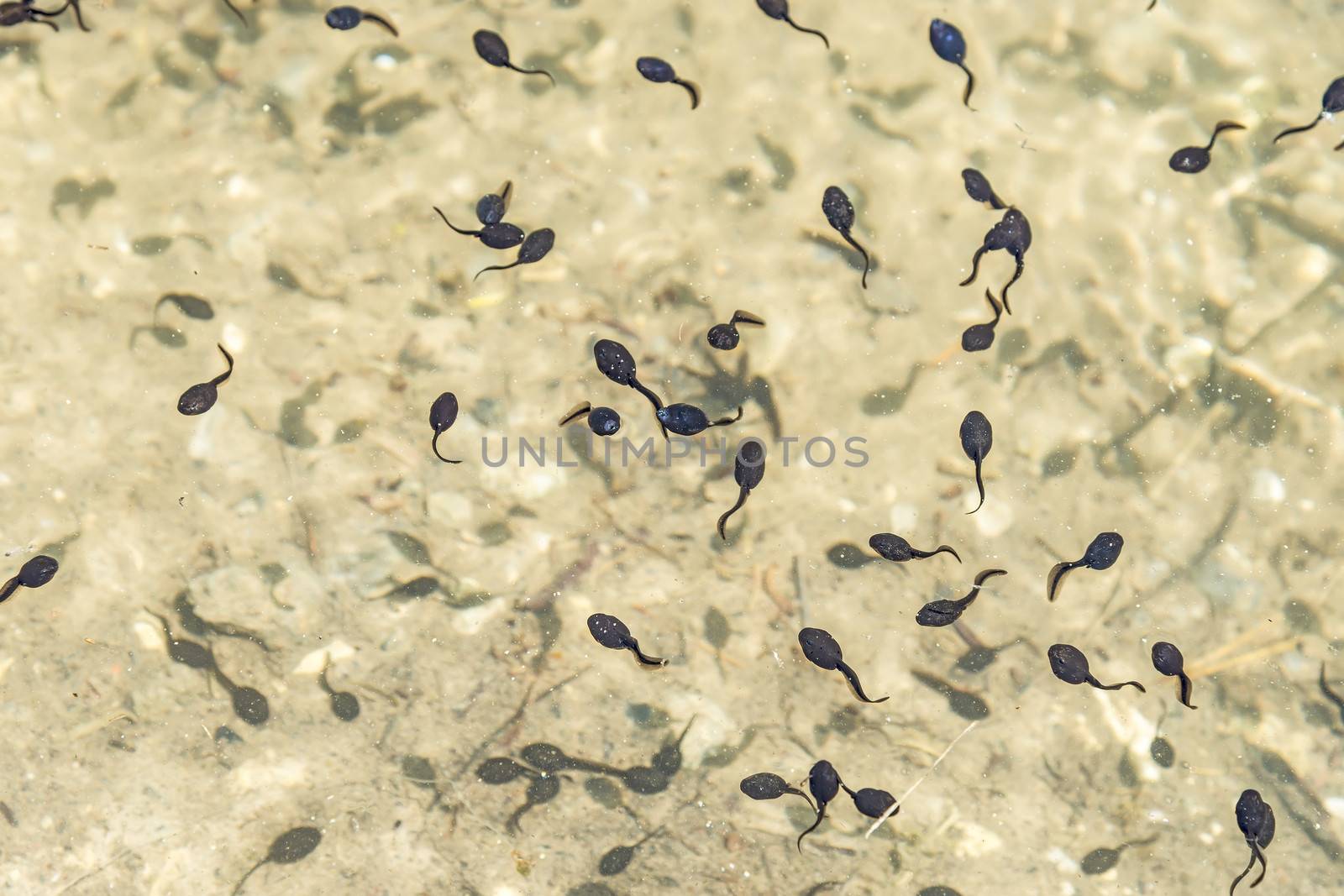 swarm of swimming tadpoles in a lake in summer