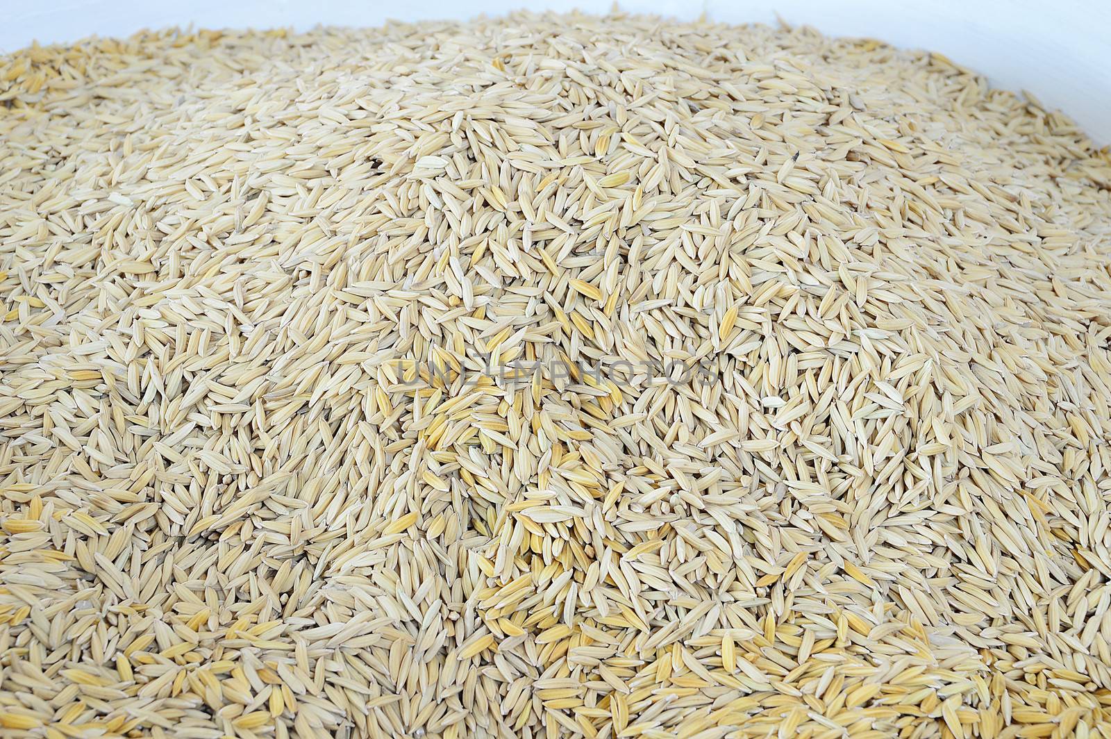 Pile of paddy in brown shell from Thailand ready to process as mass product.