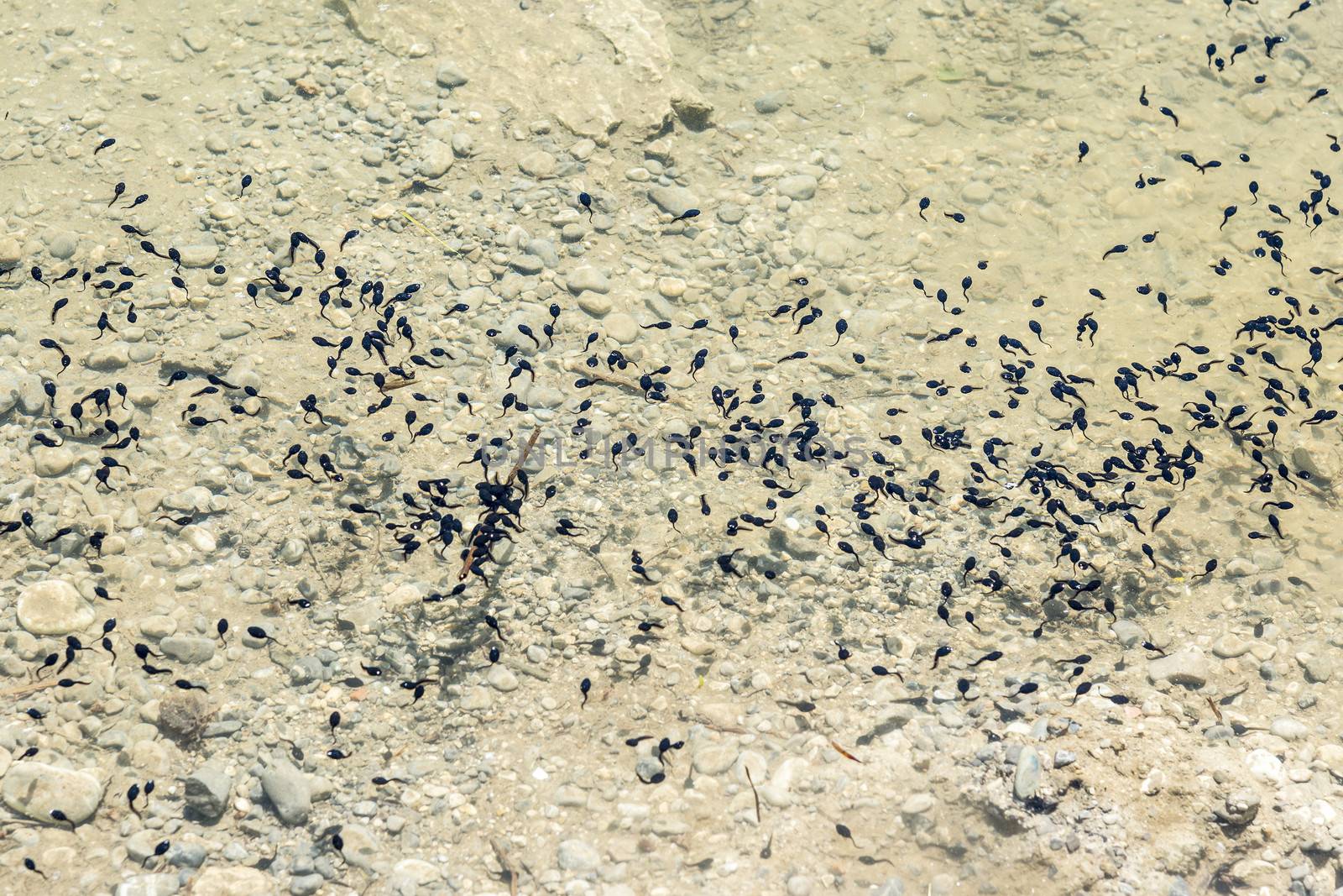 swarm of swimming tadpoles in a lake in summer