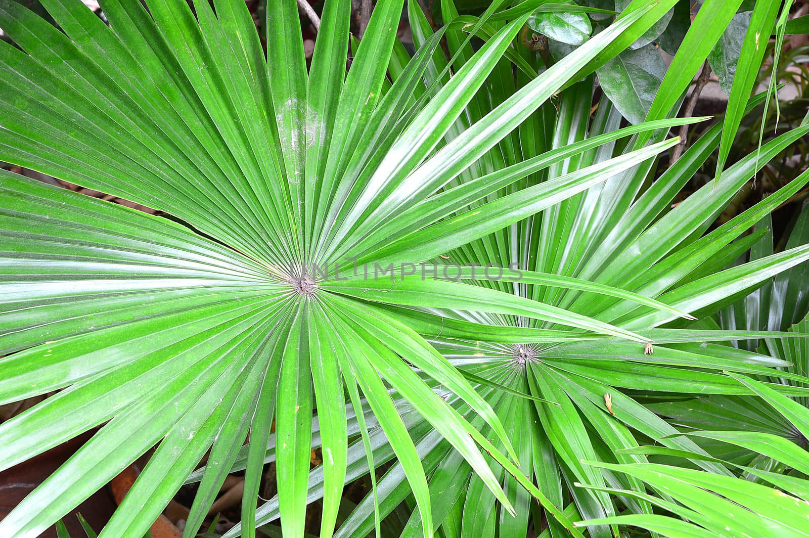Lush green palm leaves in tropical forest