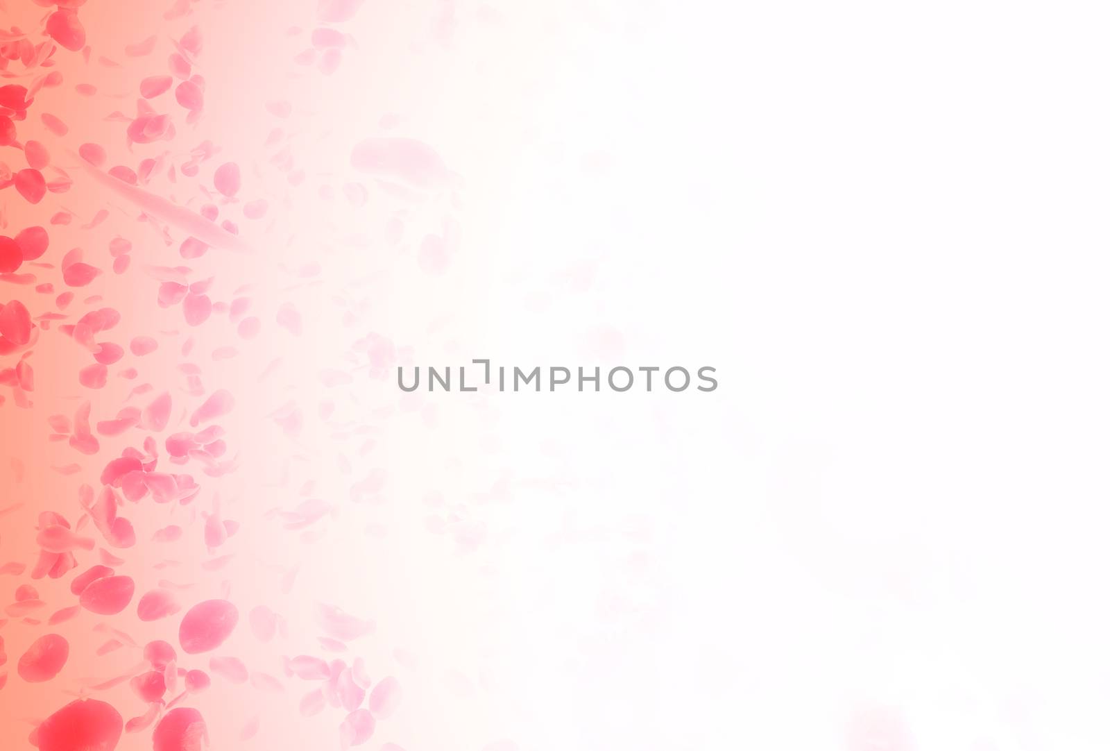 valentine  background with falling red rose petals