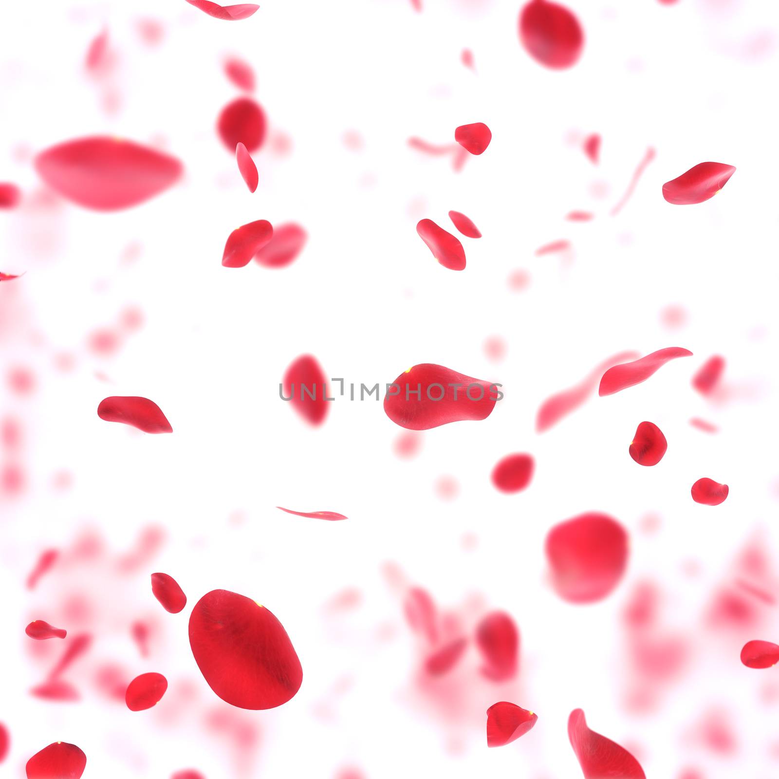 Falling rose petals background  by 123dartist