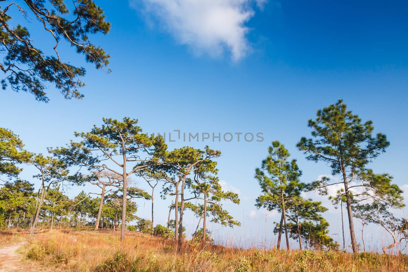 Alpine trees and blue sky forest