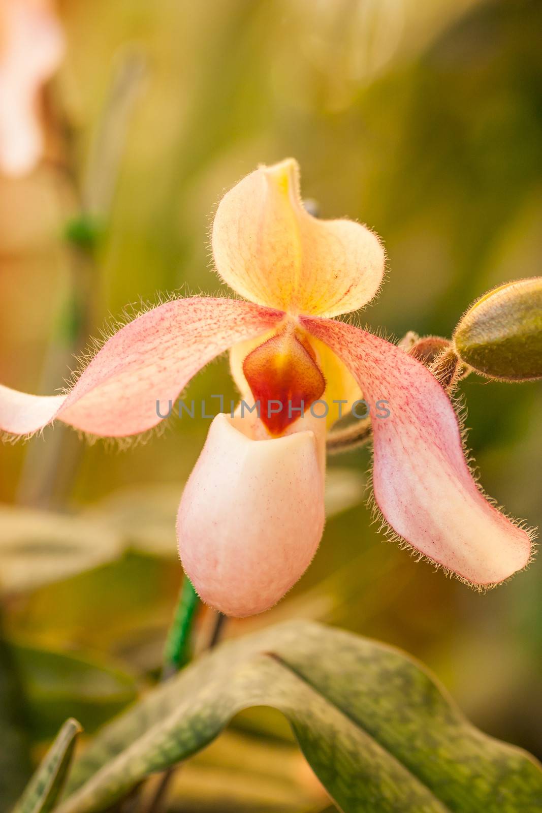 Close up of lady's slipper orchid (Paphiopedilum Callosum).