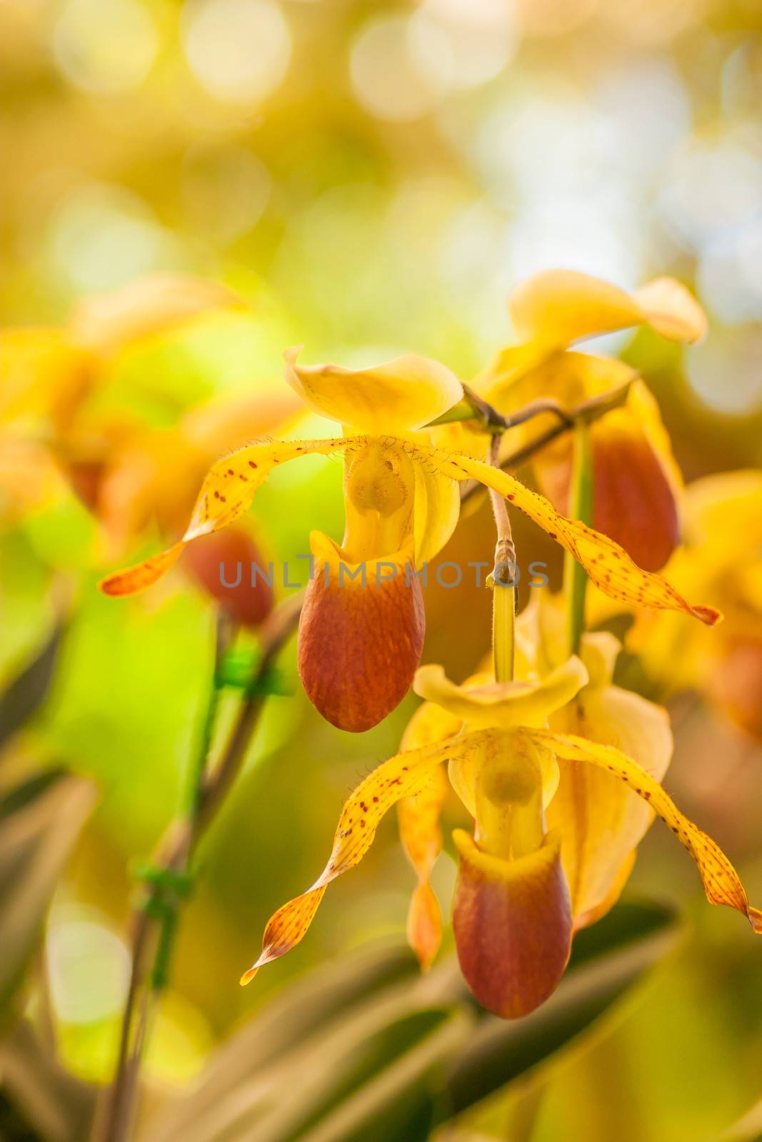 lady's slipper orchid  by jame_j@homail.com