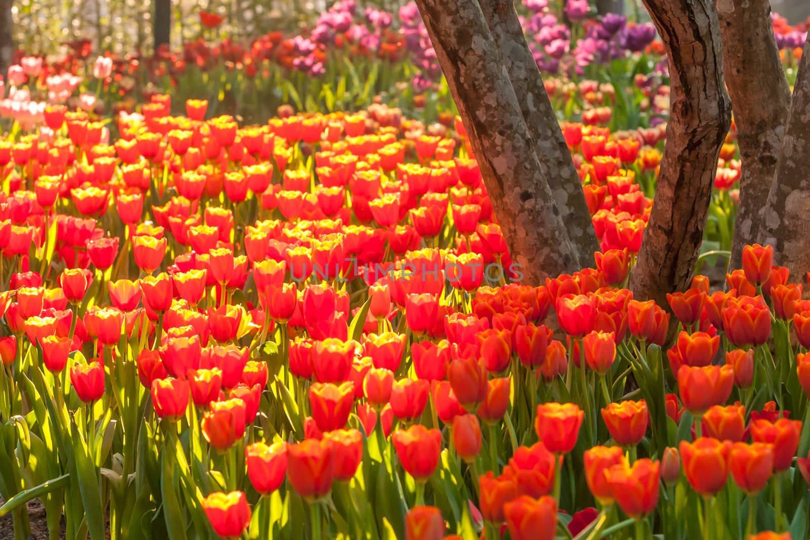 beautiful spring flowers