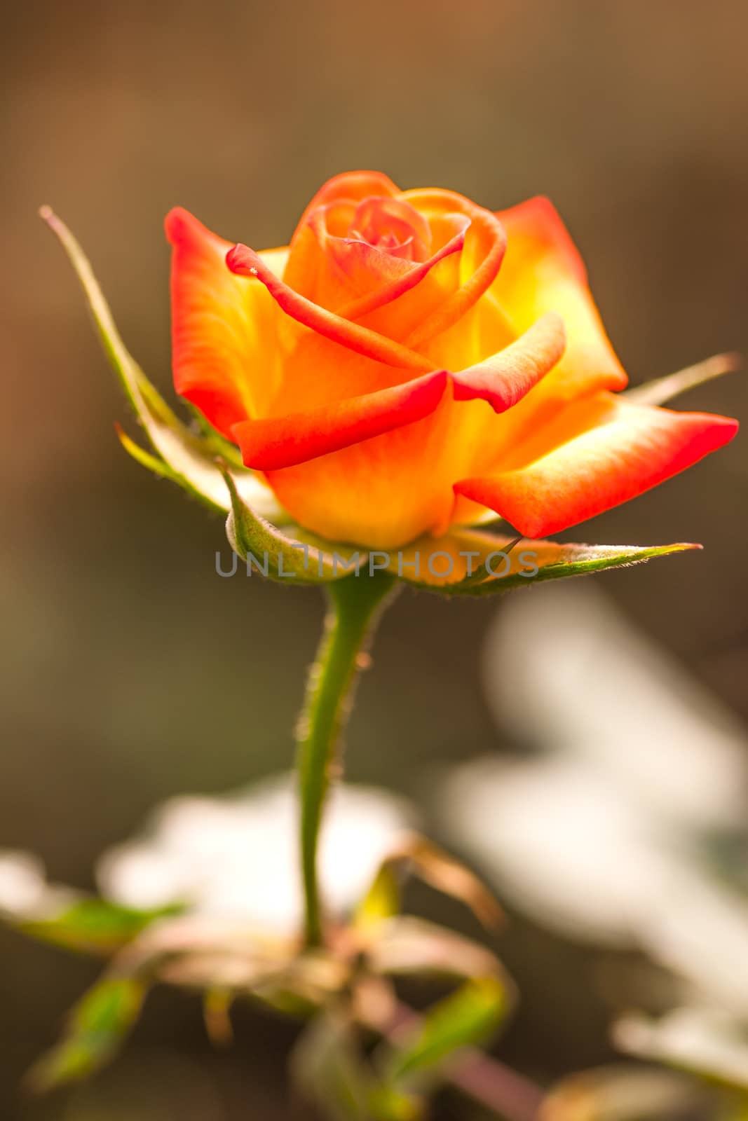 roses orange by jame_j@homail.com