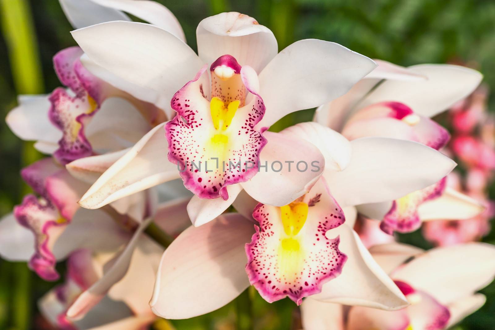 Beautiful purple orchid - phalaenopsis