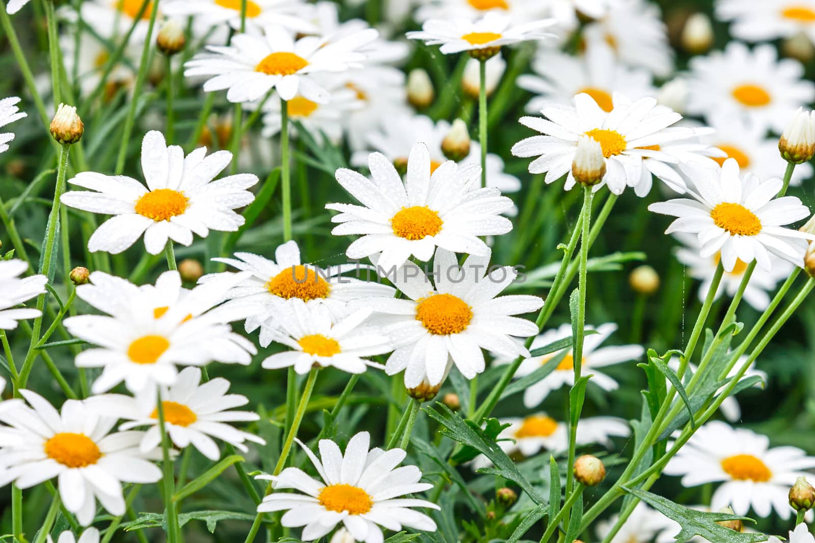 Chamomile on the field with green grass