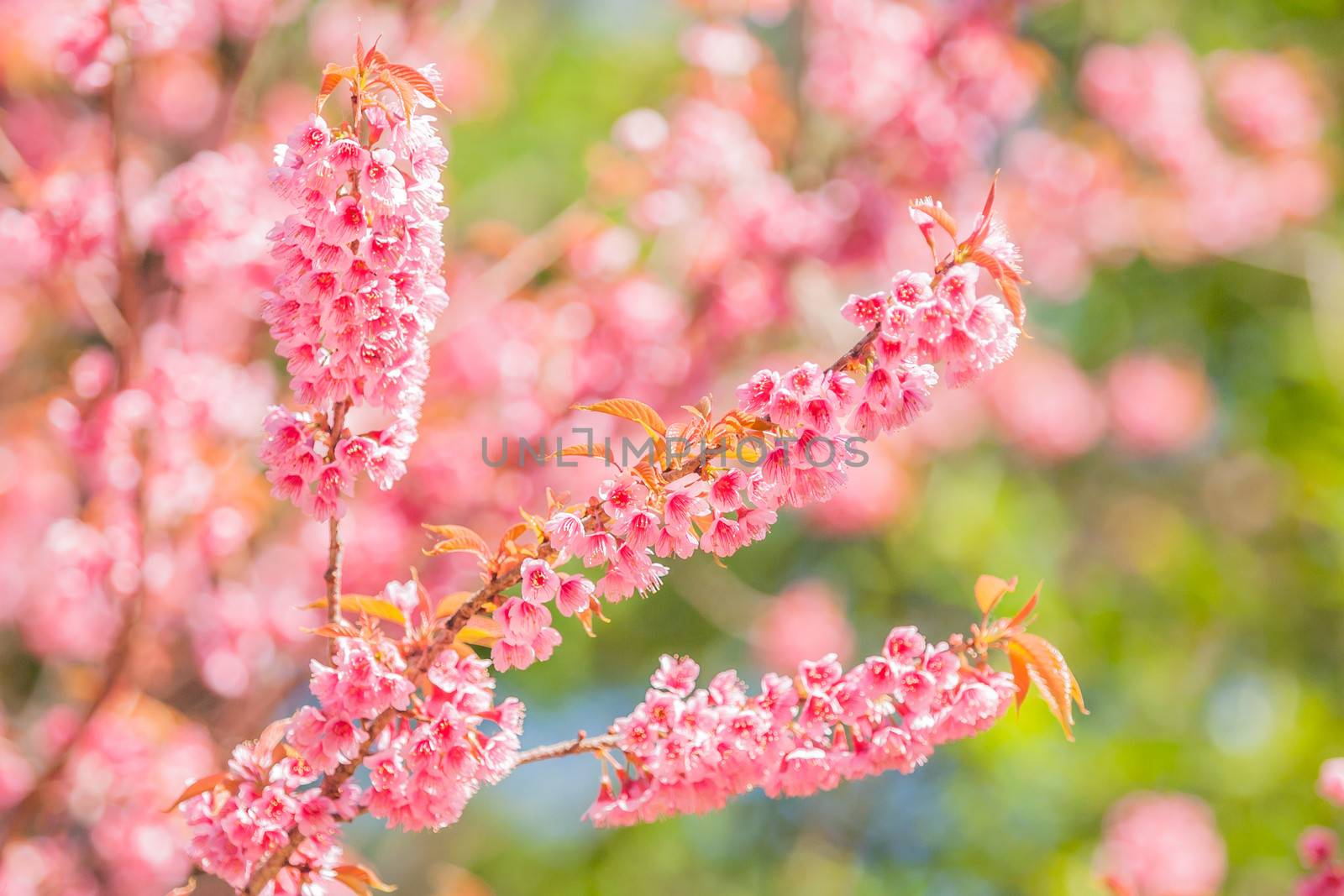 Beautiful thai sakura in winter at Chaing mai Province, Thailand.