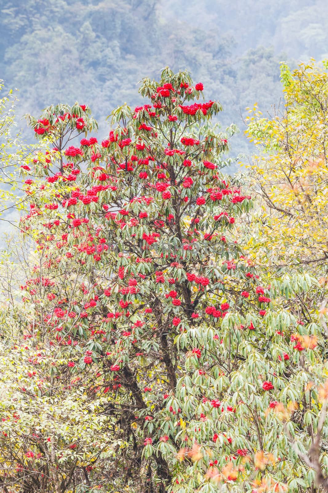 Rhododendron plants are the Himalayas, on the mountain Kanchenjunga Nation Park, India